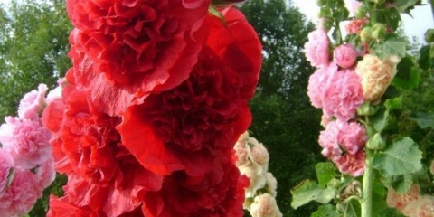 Kada posaditi ružu na stabljici (koja raste iz sjemena)